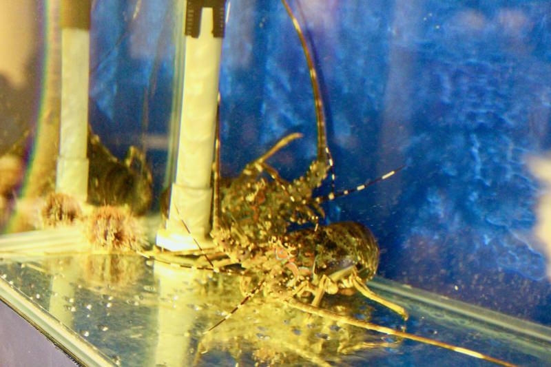 [板橋]新埔宵夜推薦 禾野坊日式料理 下班小酌平價好吃居酒屋