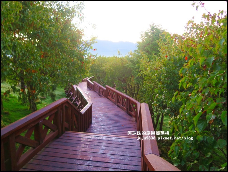 阿里山小笠原觀景台5.JPG