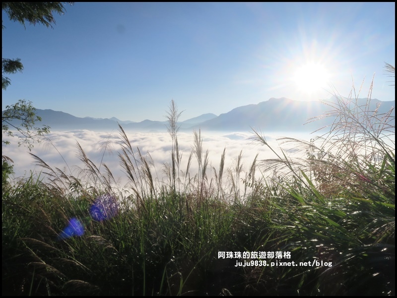 阿里山小笠原觀景台10.JPG