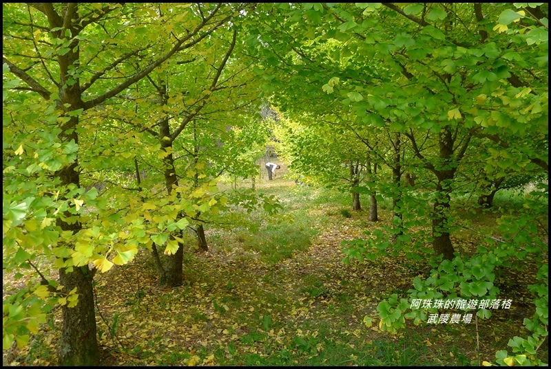 武陵農場59.JPG