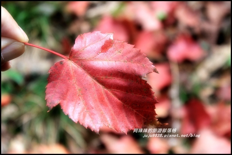 鳶嘴稍來步道57