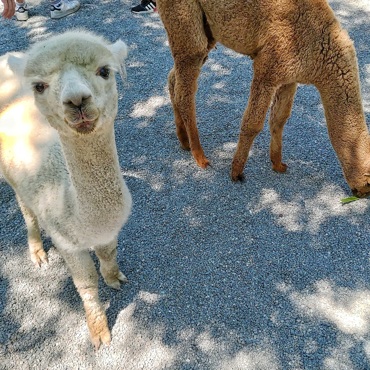 宜蘭三星  張美阿嬤農場