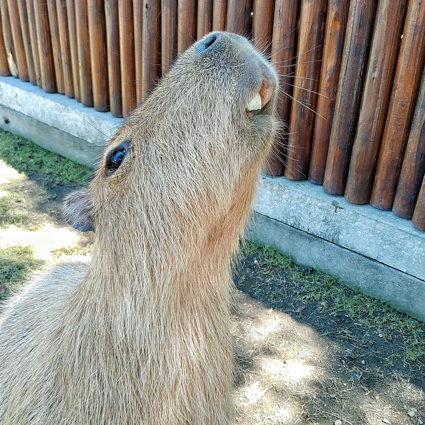 宜蘭三星  張美阿嬤農場