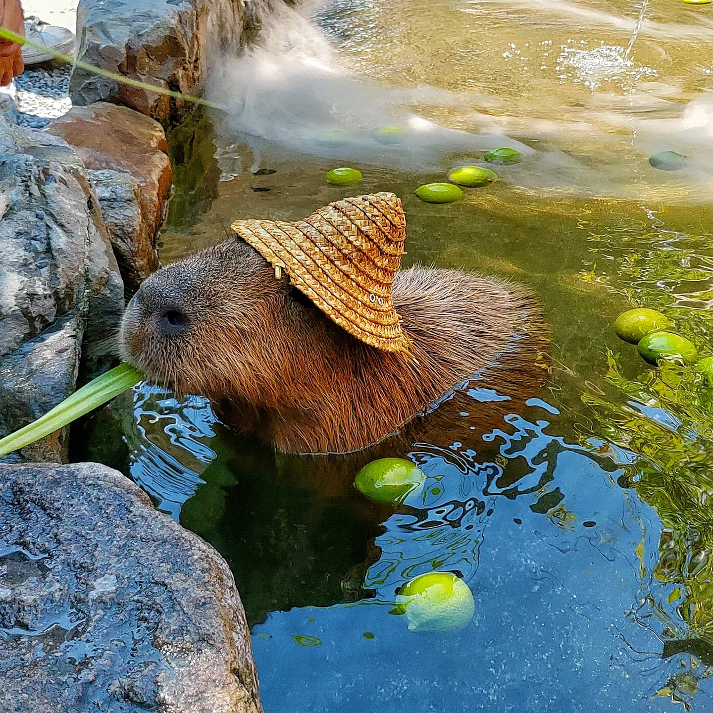 宜蘭三星  張美阿嬤農場