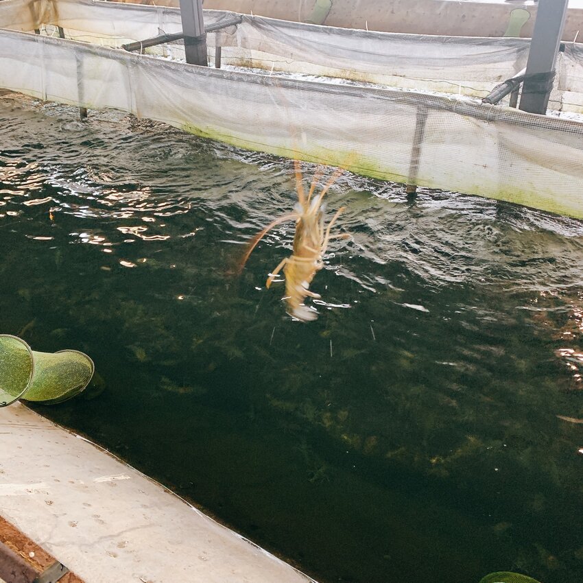 蘭楊蟹莊 蘭楊船菜｜宜蘭頭城｜親子釣蝦首選   整池滿滿讓小孩一釣上手
