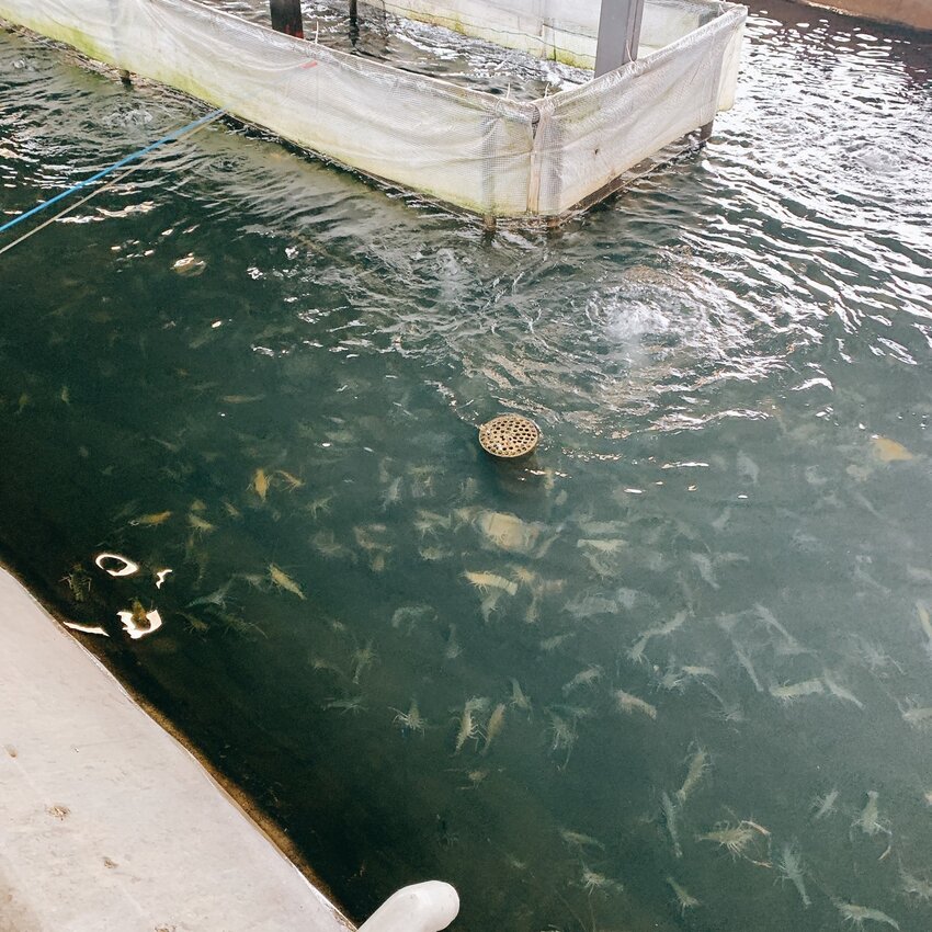 蘭楊蟹莊 蘭楊船菜｜宜蘭頭城｜親子釣蝦首選   整池滿滿讓小孩一釣上手