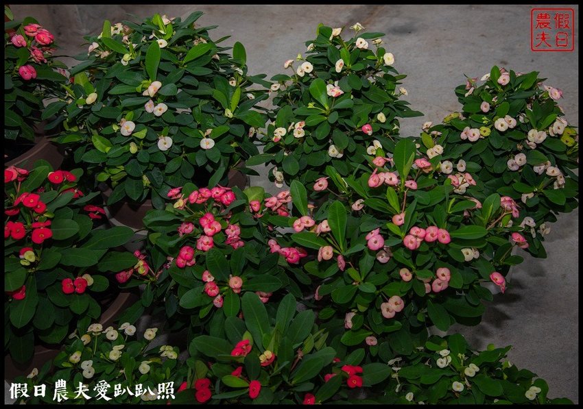 臺灣花卉之美|陽昇園藝×玫開四度食用玫瑰園×臺中區農業改良場 | 假日農夫愛趴趴照