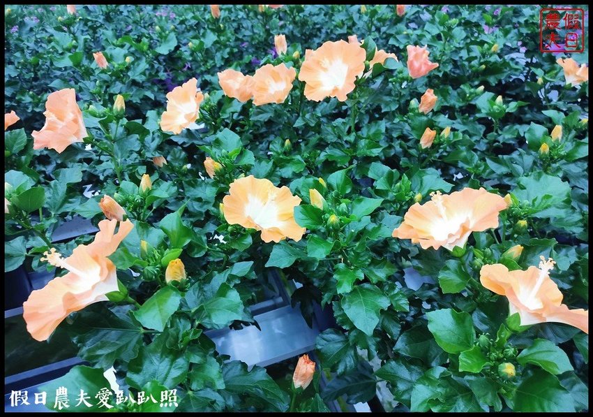 臺灣花卉之美|陽昇園藝×玫開四度食用玫瑰園×臺中區農業改良場 | 假日農夫愛趴趴照
