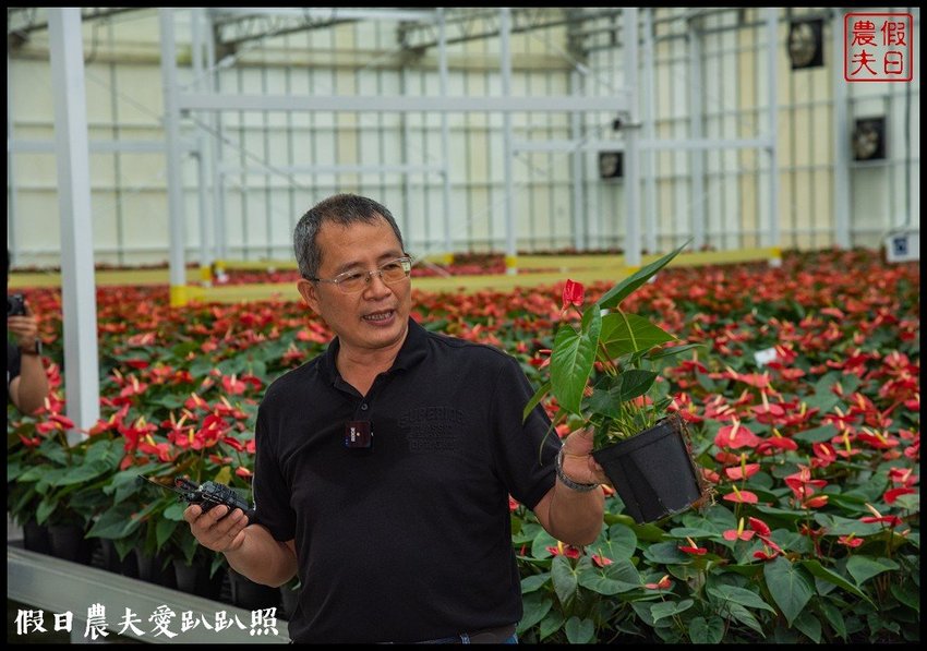 臺灣花卉之美|陽昇園藝×玫開四度食用玫瑰園×臺中區農業改良場 | 假日農夫愛趴趴照