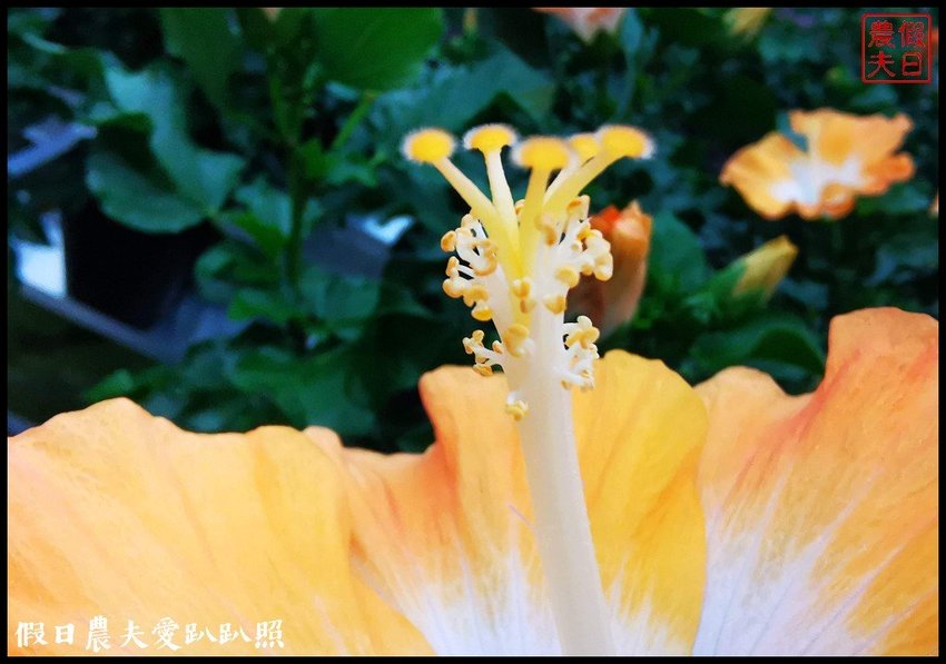 臺灣花卉之美|陽昇園藝×玫開四度食用玫瑰園×臺中區農業改良場 | 假日農夫愛趴趴照