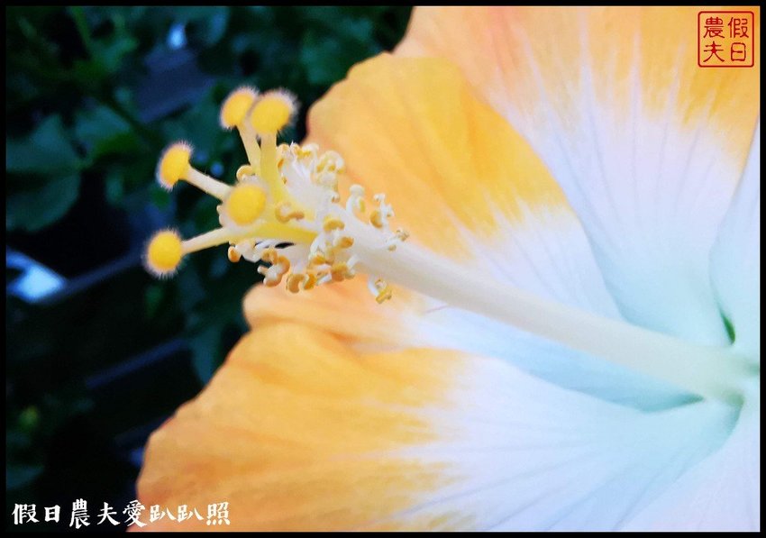 臺灣花卉之美|陽昇園藝×玫開四度食用玫瑰園×臺中區農業改良場 | 假日農夫愛趴趴照