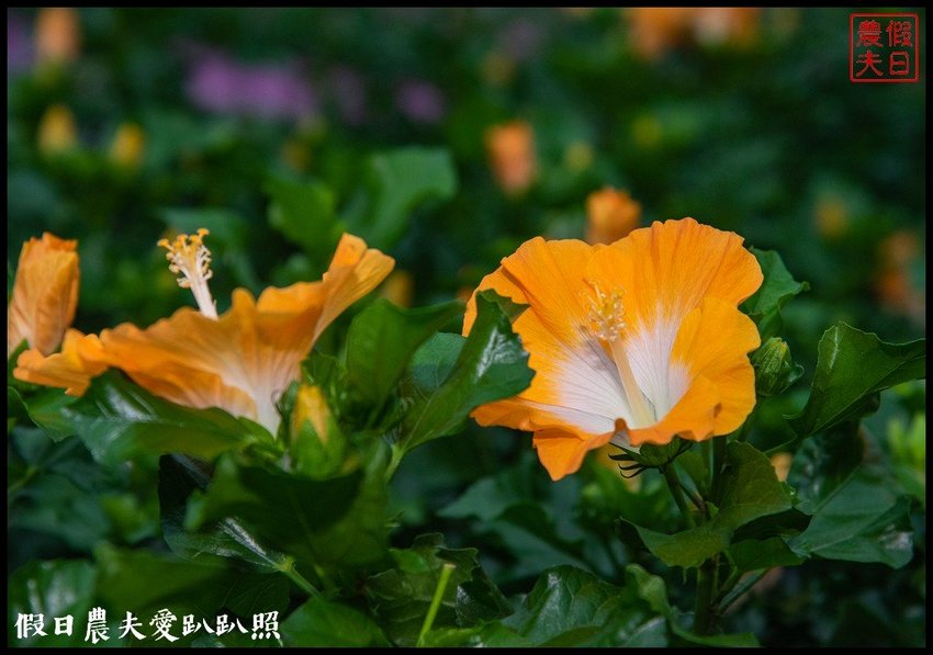 臺灣花卉之美|陽昇園藝×玫開四度食用玫瑰園×臺中區農業改良場 | 假日農夫愛趴趴照
