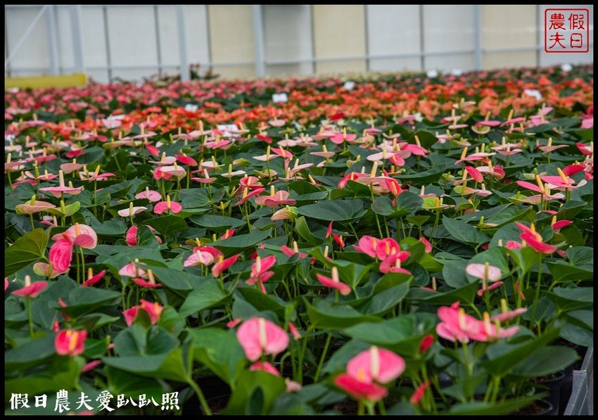 臺灣花卉之美|陽昇園藝×玫開四度食用玫瑰園×臺中區農業改良場 | 假日農夫愛趴趴照