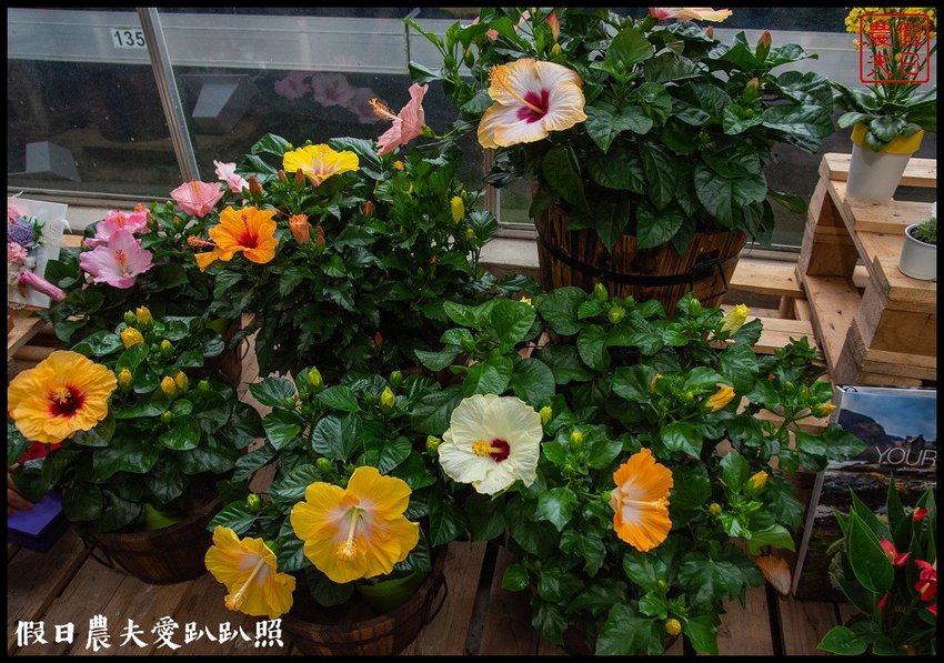 臺灣花卉之美|陽昇園藝×玫開四度食用玫瑰園×臺中區農業改良場 | 假日農夫愛趴趴照