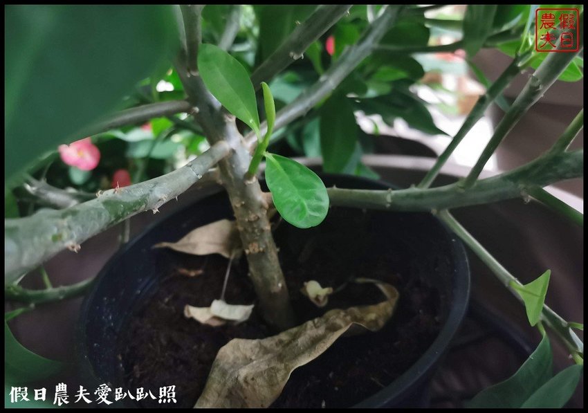 臺灣花卉之美|陽昇園藝×玫開四度食用玫瑰園×臺中區農業改良場 | 假日農夫愛趴趴照