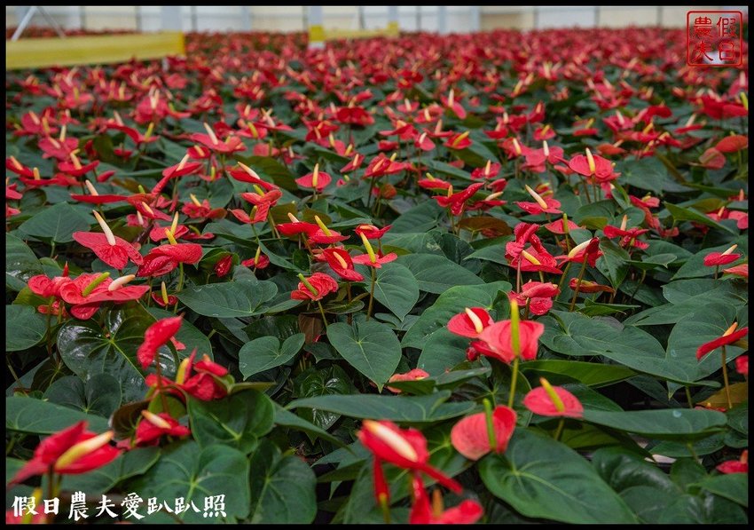 臺灣花卉之美|陽昇園藝×玫開四度食用玫瑰園×臺中區農業改良場 | 假日農夫愛趴趴照