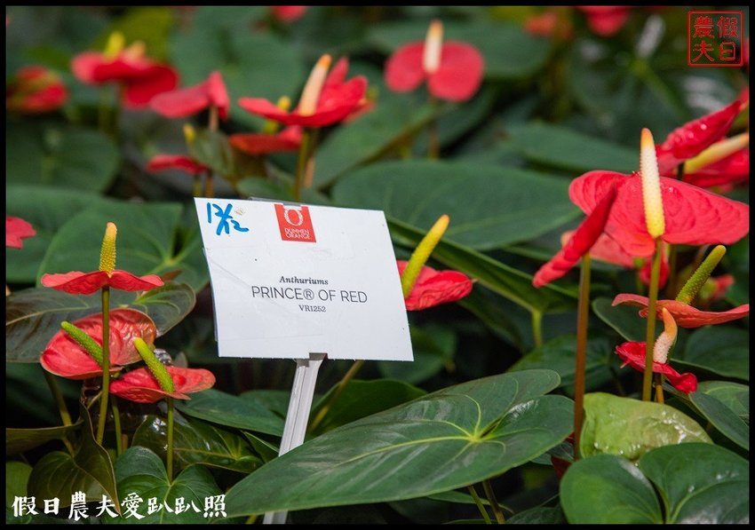 臺灣花卉之美|陽昇園藝×玫開四度食用玫瑰園×臺中區農業改良場 | 假日農夫愛趴趴照