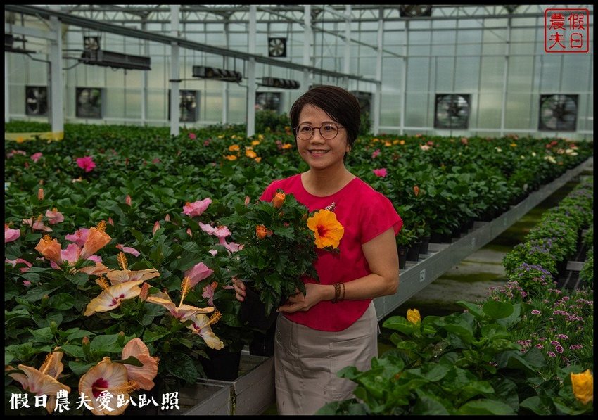 臺灣花卉之美|陽昇園藝×玫開四度食用玫瑰園×臺中區農業改良場 | 假日農夫愛趴趴照