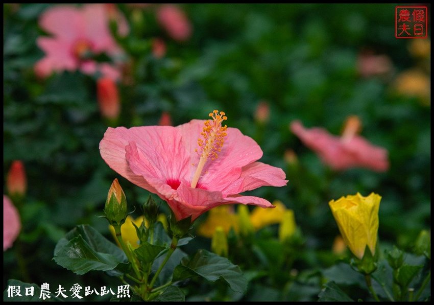 臺灣花卉之美|陽昇園藝×玫開四度食用玫瑰園×臺中區農業改良場 | 假日農夫愛趴趴照