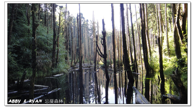 【南投住宿】花卉森林城堡．楓樺台一渡假村～住宿篇