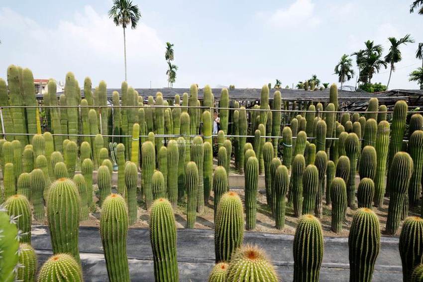 彰化田尾│東道咖啡屋-庭園花藝咖啡下午茶,好拍乾燥花屋,就在田尾公路花園 - 藍色起士的美食主義