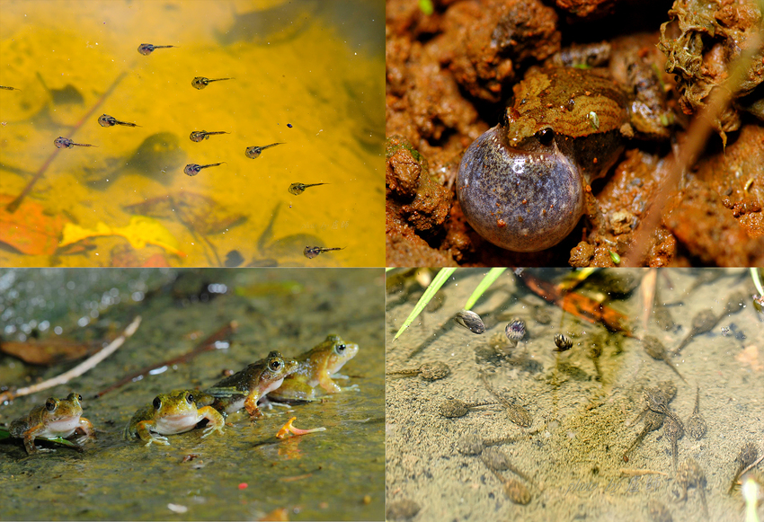 大坑生態園區_生態環教體驗
