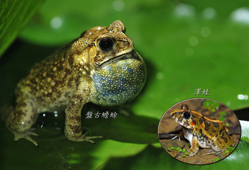 大坑生態園區_生態環教體驗