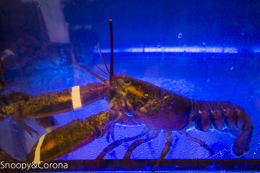 【台北美食】中山區火鍋推薦｜中山區聚餐推薦｜丼賞和食日本料理&嗨蝦蝦三杯醉蝦石頭火鍋林森旗艦店～全台第一間三杯醉蝦石頭火鍋的第一品牌