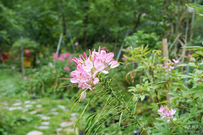 楓樺台一渡假村(台一生態休閒農場)全台唯一花神廟,40000坪花園綠地,四季花卉美不勝收~森林戲水,泳池沙池,親