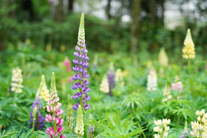 楓樺台一渡假村(台一生態休閒農場)全台唯一花神廟,40000坪花園綠地,四季花卉美不勝收~森林戲水,泳池沙池,親
