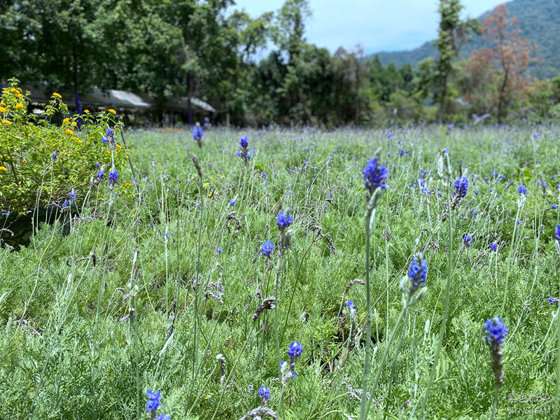 楓樺台一渡假村(台一生態休閒農場)全台唯一花神廟,40000坪花園綠地,四季花卉美不勝收~森林戲水,泳池沙池,親