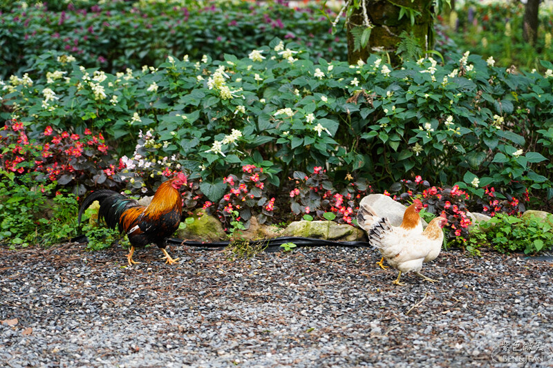 楓樺台一渡假村(台一生態休閒農場)全台唯一花神廟,40000坪花園綠地,四季花卉美不勝收~森林戲水,泳池沙池,親