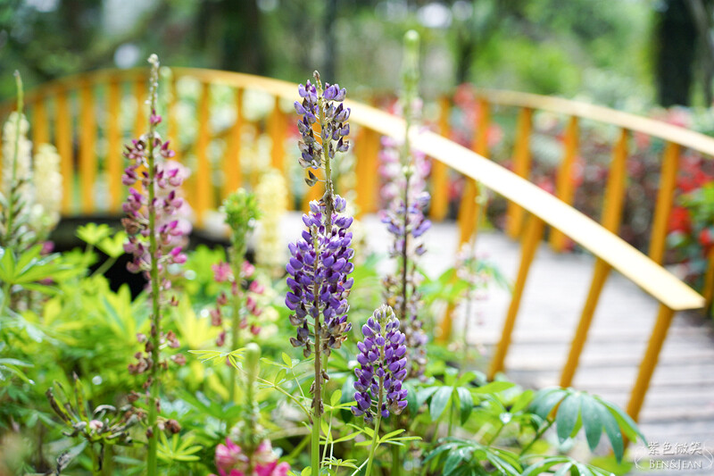 楓樺台一渡假村(台一生態休閒農場)全台唯一花神廟,40000坪花園綠地,四季花卉美不勝收~森林戲水,泳池沙池,親