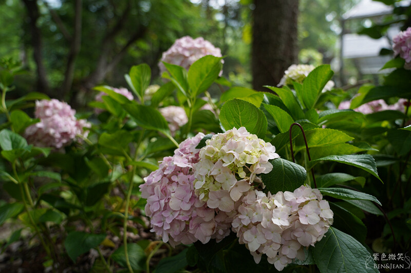 楓樺台一渡假村(台一生態休閒農場)全台唯一花神廟,40000坪花園綠地,四季花卉美不勝收~森林戲水,泳池沙池,親