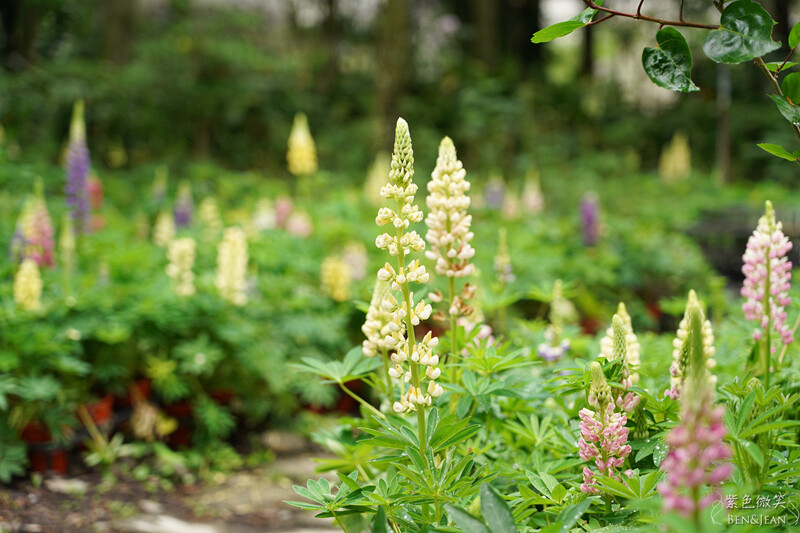 楓樺台一渡假村(台一生態休閒農場)全台唯一花神廟,40000坪花園綠地,四季花卉美不勝收~森林戲水,泳池沙池,親