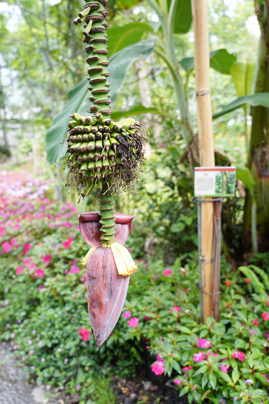 楓樺台一渡假村(台一生態休閒農場)全台唯一花神廟,40000坪花園綠地,四季花卉美不勝收~森林戲水,泳池沙池,親