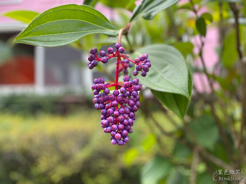 楓樺台一渡假村(台一生態休閒農場)全台唯一花神廟,40000坪花園綠地,四季花卉美不勝收~森林戲水,泳池沙池,親