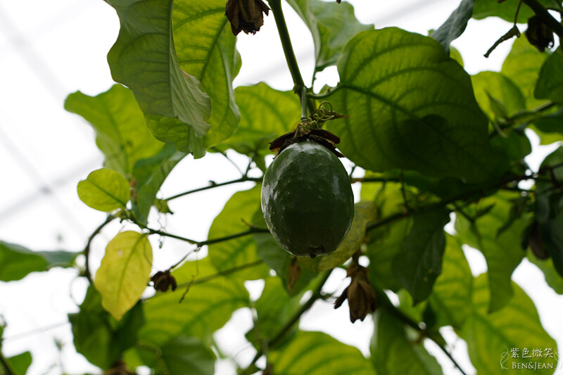 楓樺台一渡假村(台一生態休閒農場)全台唯一花神廟,40000坪花園綠地,四季花卉美不勝收~森林戲水,泳池沙池,親