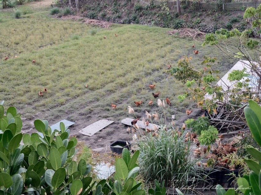 IMAG0929.jpg IMAG0929.jpg