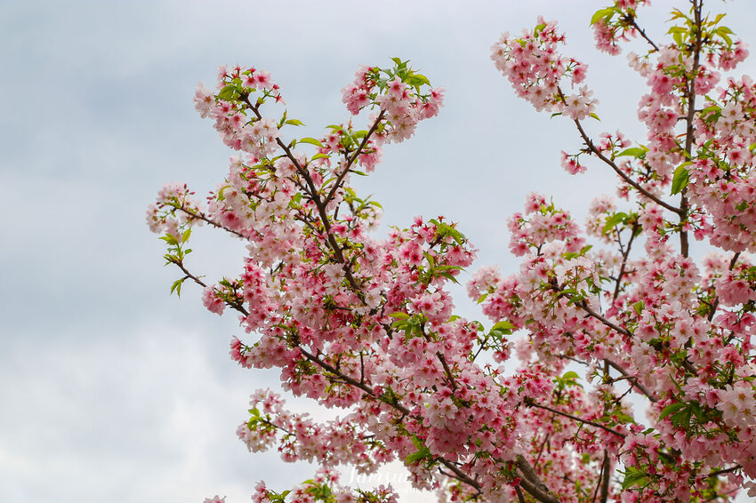 【淡水景點】淡水日本警官宿舍，日式和風木造建築，來一場歷史古蹟巡禮！