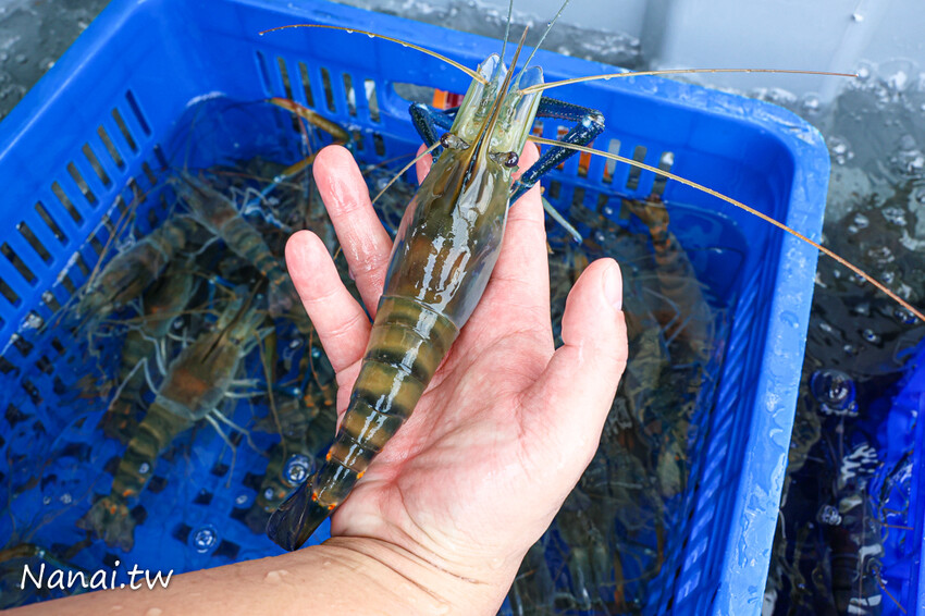 花壇這間水產超好買!活體泰國蝦,布袋鮮蚵,夯肉套餐組合,千種商品任你挑,優惠時段買一送一必搶