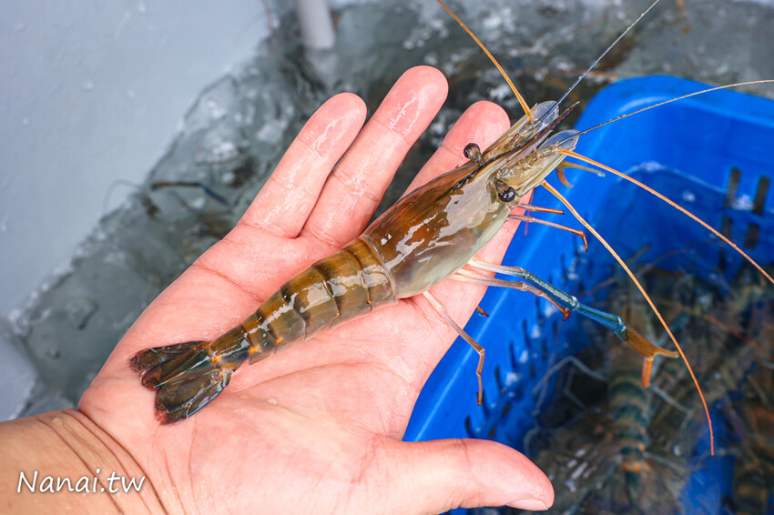 花壇這間水產超好買!活體泰國蝦,布袋鮮蚵,夯肉套餐組合,千種商品任你挑,優惠時段買一送一必搶