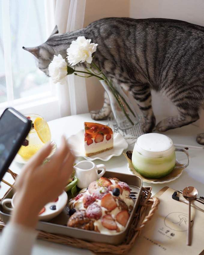 新竹巷弄韓系咖啡廳『三隻貓』裏頭有四隻可愛療癒的貓咪陪著你用餐！(新竹早午餐/新竹下午茶)