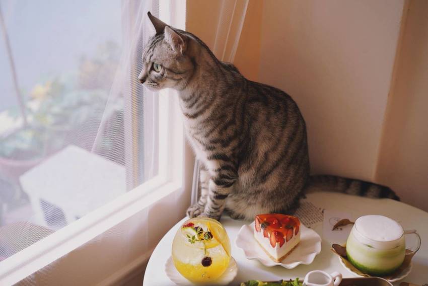 新竹巷弄韓系咖啡廳『三隻貓』裏頭有四隻可愛療癒的貓咪陪著你用餐！(新竹早午餐/新竹下午茶)