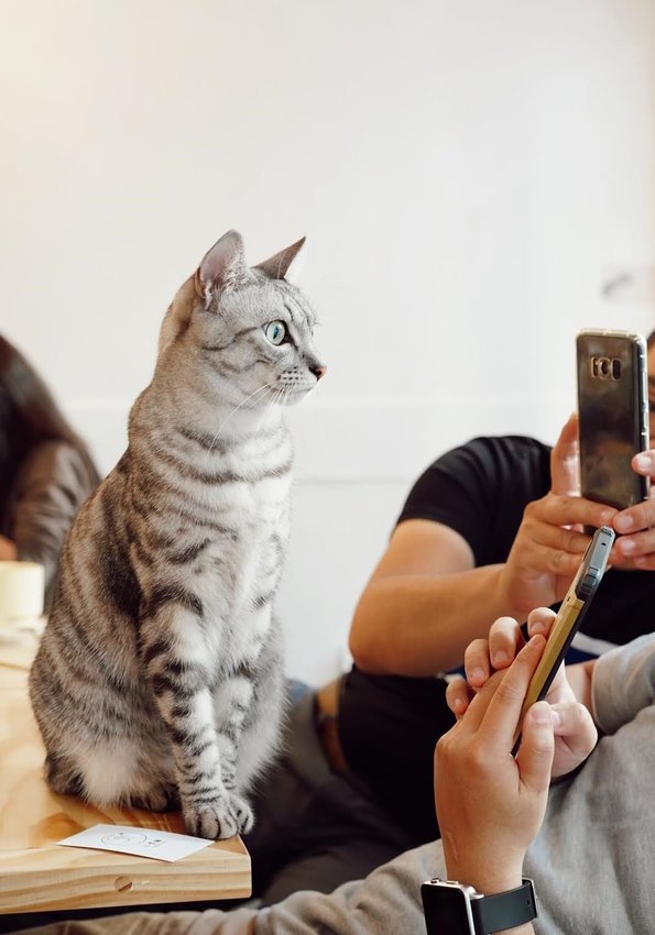 新竹巷弄韓系咖啡廳『三隻貓』裏頭有四隻可愛療癒的貓咪陪著你用餐！(新竹早午餐/新竹下午茶)