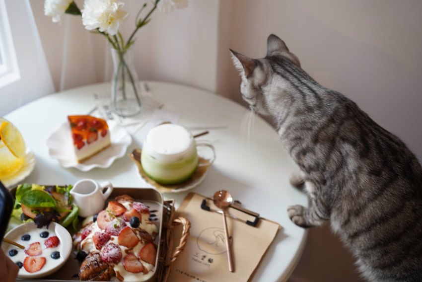 新竹巷弄韓系咖啡廳『三隻貓』裏頭有四隻可愛療癒的貓咪陪著你用餐！(新竹早午餐/新竹下午茶)