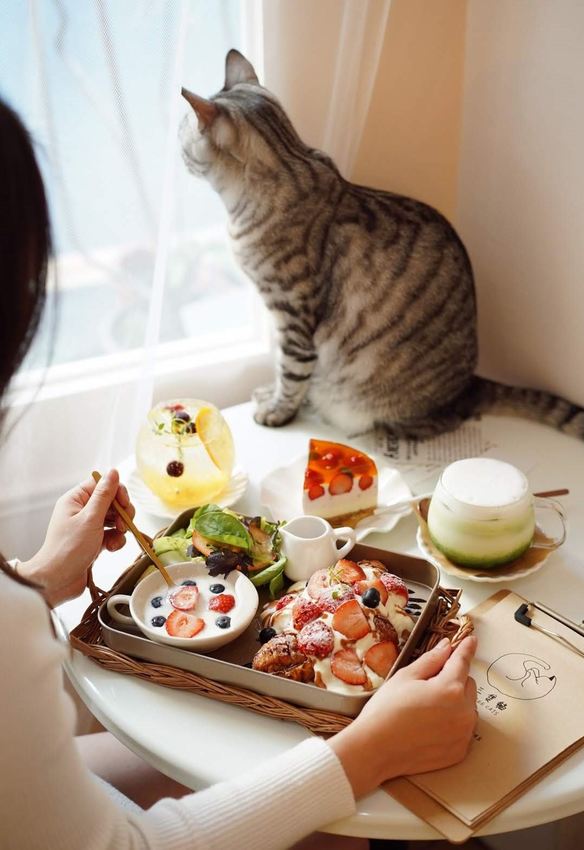 新竹巷弄韓系咖啡廳『三隻貓』裏頭有四隻可愛療癒的貓咪陪著你用餐！(新竹早午餐/新竹下午茶)
