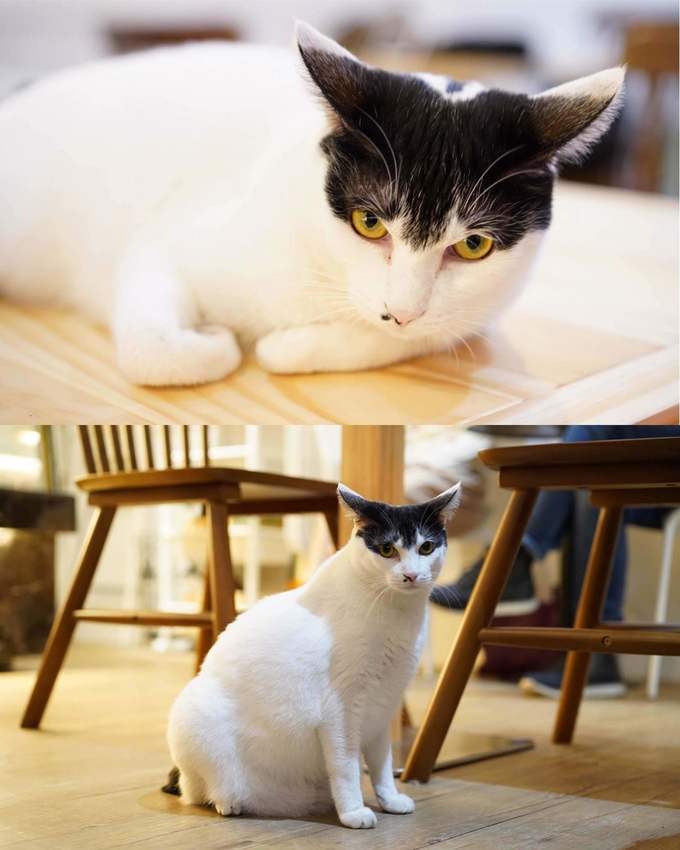 新竹巷弄韓系咖啡廳『三隻貓』裏頭有四隻可愛療癒的貓咪陪著你用餐！(新竹早午餐/新竹下午茶)