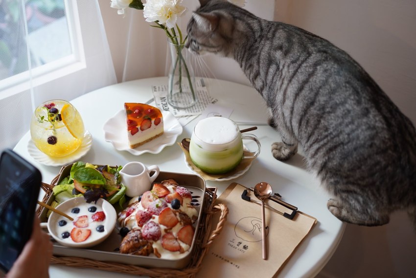 新竹巷弄韓系咖啡廳『三隻貓』裏頭有四隻可愛療癒的貓咪陪著你用餐！(新竹早午餐/新竹下午茶)