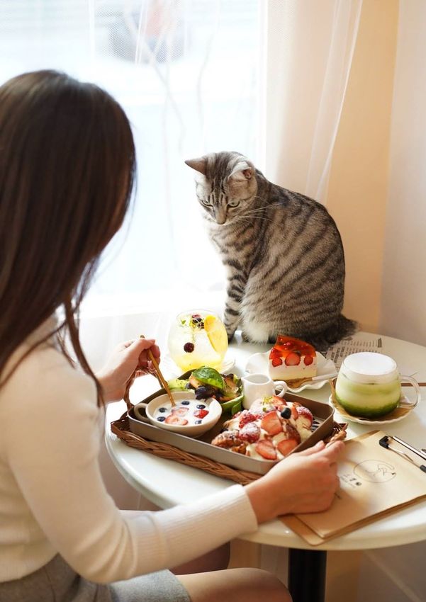 新竹巷弄韓系咖啡廳『三隻貓』裏頭有四隻可愛療癒的貓咪陪著你用餐！(新竹早午餐/新竹下午茶)